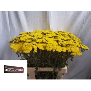 ACHIL MOONSHINE