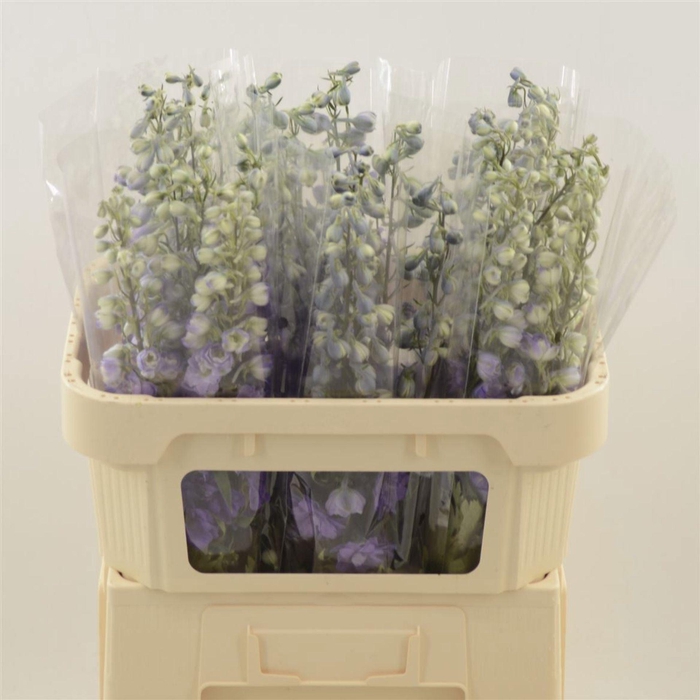 <h4>DELPH EL DEV PURPLE HEART DELPH DU</h4>