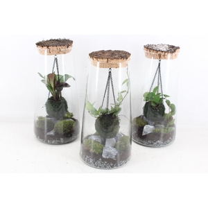 arr3 WR - Terrarium kokedarium Triton Mix