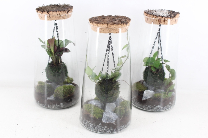 <h4>arr3 WR - Terrarium kokedarium Triton Mix</h4>