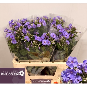 PHLOX P BUTTERFLY