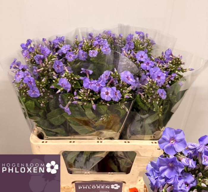 <h4>PHLOX P BUTTERFLY</h4>