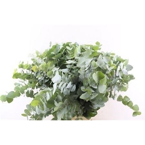 EUC CINEREA PER BOS
