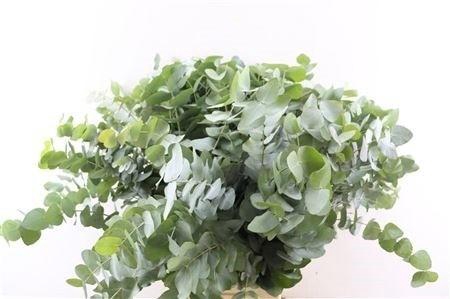 <h4>EUC CINEREA PER BOS</h4>