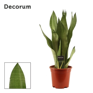 Sansevieria Moonshine 17 cm (Decorum)