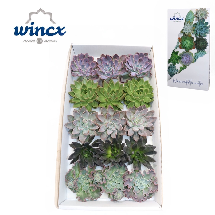 <h4>Echeveria Autumn Mix (wincx) Cutfl (5 Spcs)</h4>