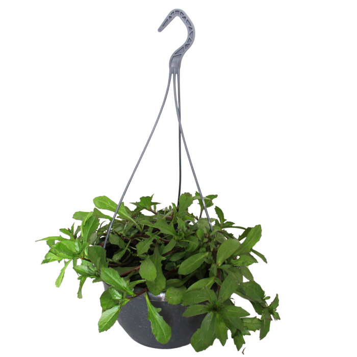 <h4>Hangpotten 23 cm Scaevola blue</h4>