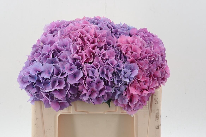 <h4>Hydr M Ch Cassanova</h4>