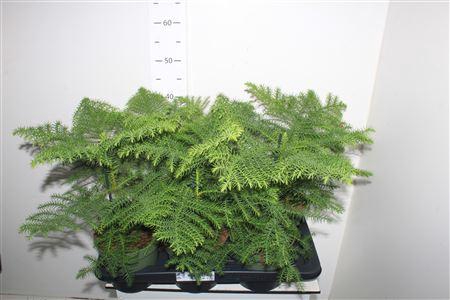 <h4>Arau Heterophyl</h4>