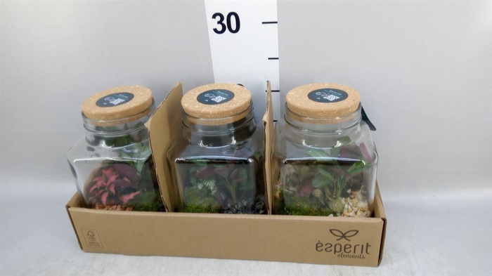 Arr.   Planten H%