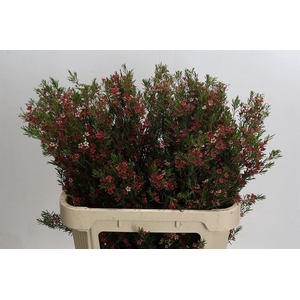 Chamelaucium uncinatum 'My Sweet 16'