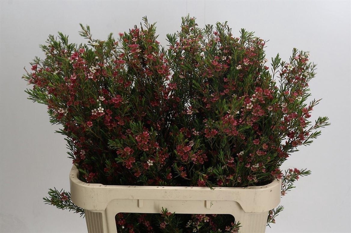 <h4>Chamelaucium uncinatum 'My Sweet 16'</h4>