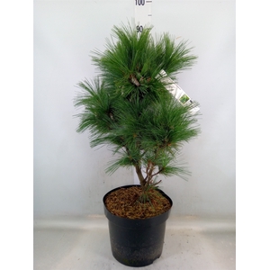 Pinus schwerinii