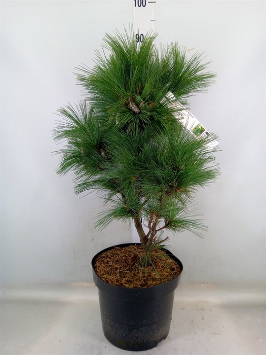 <h4>Pinus schwerinii</h4>