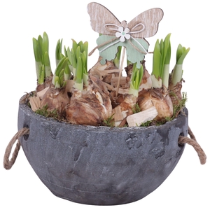 Bulbs Arr. Narcis Ceramic Pot with Rope Handle Ø20cm