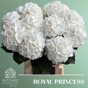 HYDR M ROYAL PRINCES
