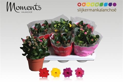 <h4>KALAN CALAN MIX MOMENTS P15</h4>