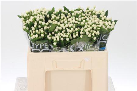 <h4>Hyp Coco Uno White</h4>