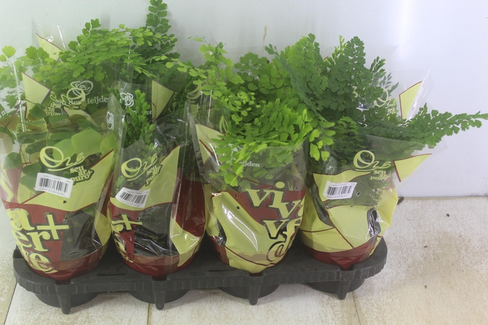 <h4>AVENCA VARIADA P15</h4>