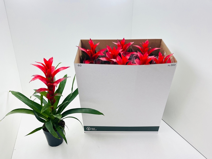 <h4>GUZM ROSTARA</h4>