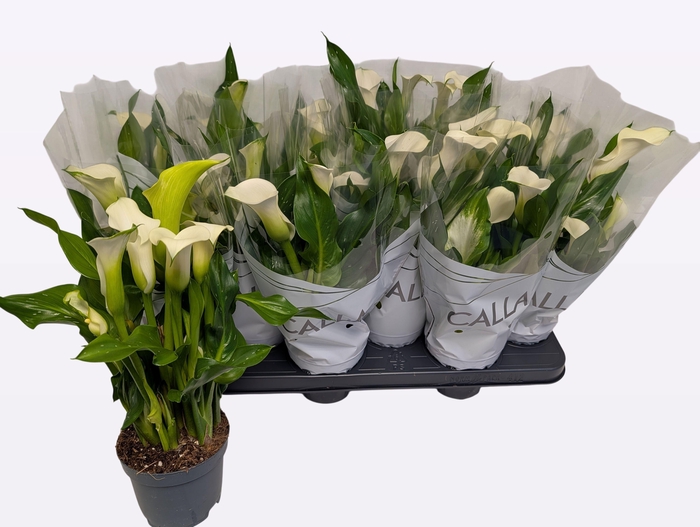 <h4>ZANT CAPT FRESCO</h4>