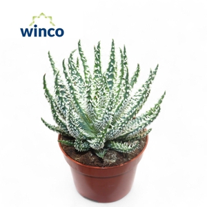 Aloe Humilis