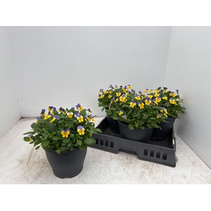 VIO CO EM YEL B J UP