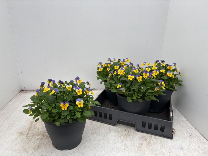 <h4>VIO CO EM YEL B J UP</h4>