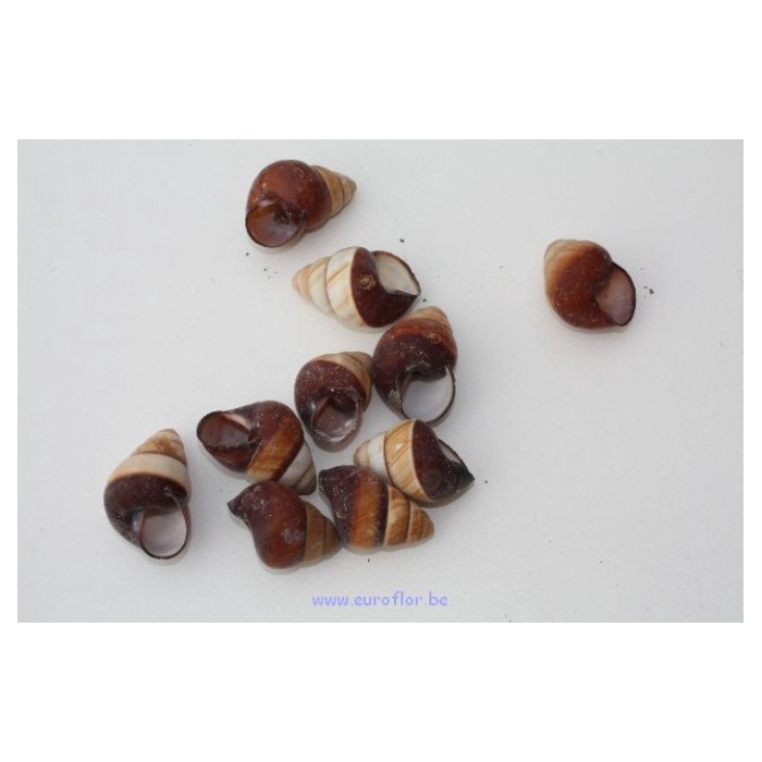 <h4>SCHELP BROWN LANDSNAIL</h4>