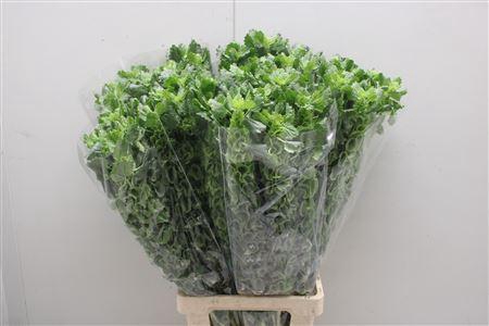 <h4>Moluccella Stuk</h4>