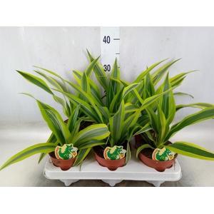 Dracaena fr de 'LemonLime'