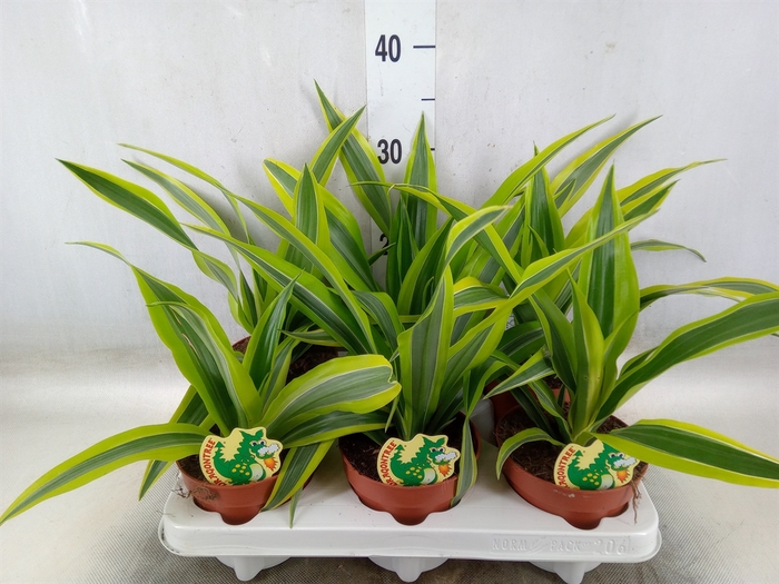 <h4>Dracaena fr de 'LemonLime'</h4>