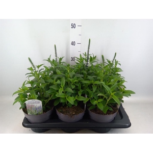 Veronica spicata 'Anniversary Blue'