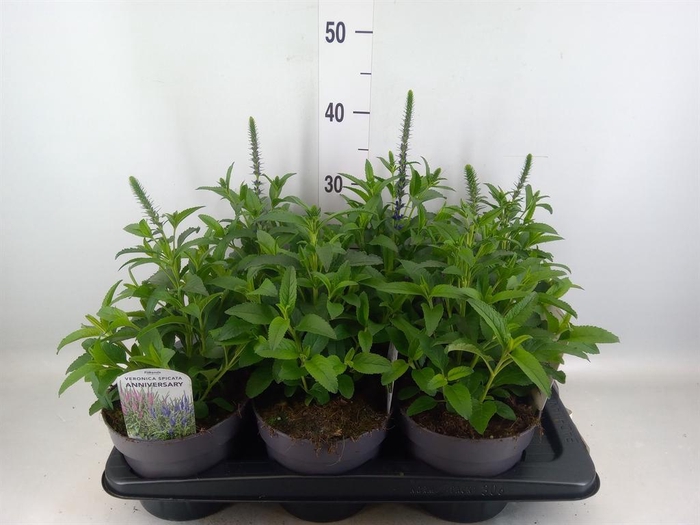 <h4>Veronica spicata 'Anniversary Blue'</h4>