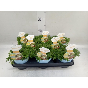 Origanum vulgare 'Compactum'