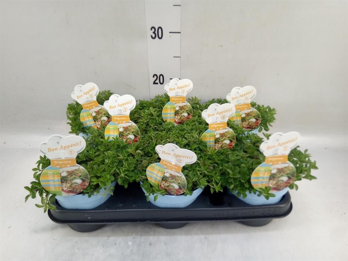 <h4>Origanum vulgare 'Compactum'</h4>