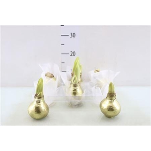 Amaryllis wax Goud 32/34