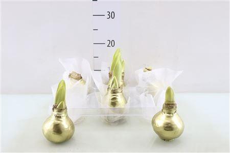 <h4>Amaryllis wax Goud 32/34</h4>