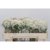 Ozothamnus Booming White