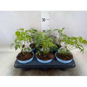 Levisticum officinale