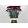 Dianthus St Yukari Violet