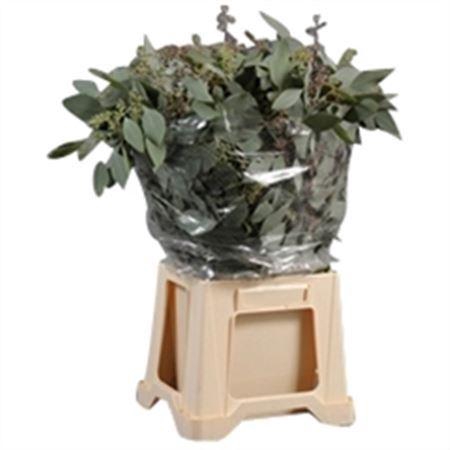 <h4>Populus Berry 300gr</h4>