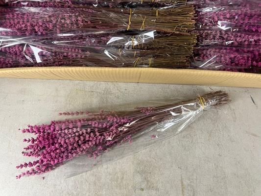 <h4>Pf Lavendel Pink</h4>