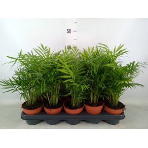 Chamaedorea elegans