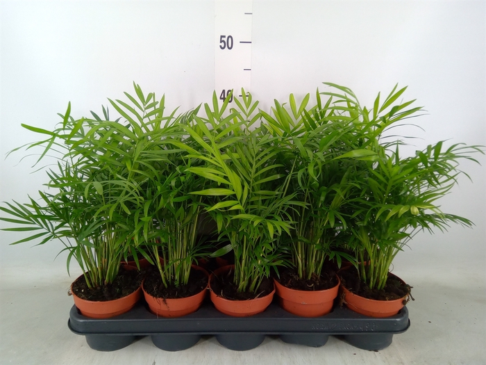 <h4>Chamaedorea elegans</h4>