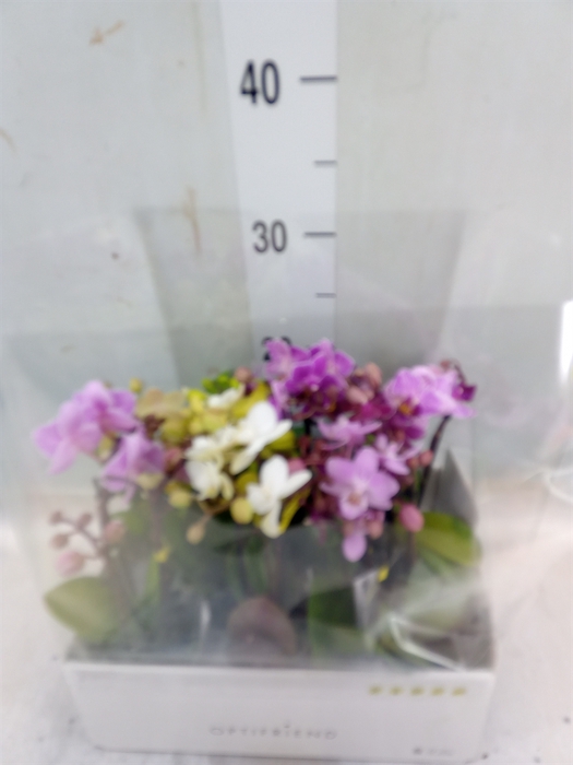 <h4>Phalaenopsis multi.   ...mix  5</h4>