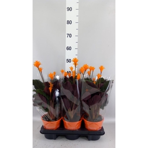 Calathea crocata 'Tassmania'