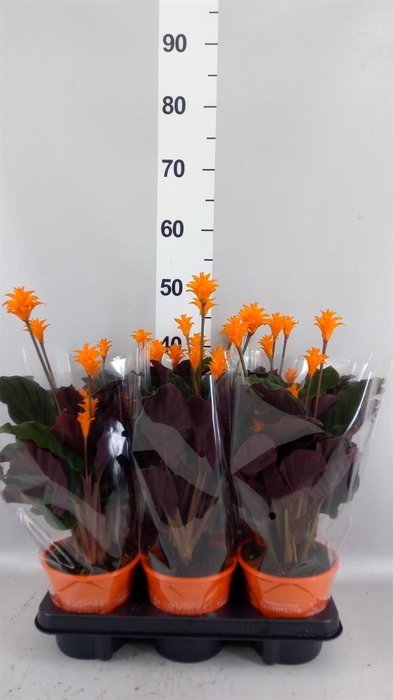 <h4>Calathea crocata 'Tassmania'</h4>
