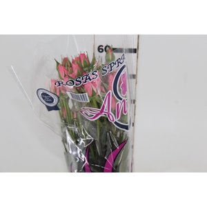 ROSA SPRAY PINK IRISCHKA 050 CM