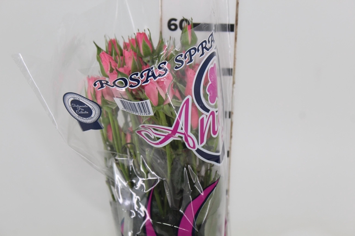 <h4>ROSA SPRAY PINK IRISCHKA 050 CM</h4>
